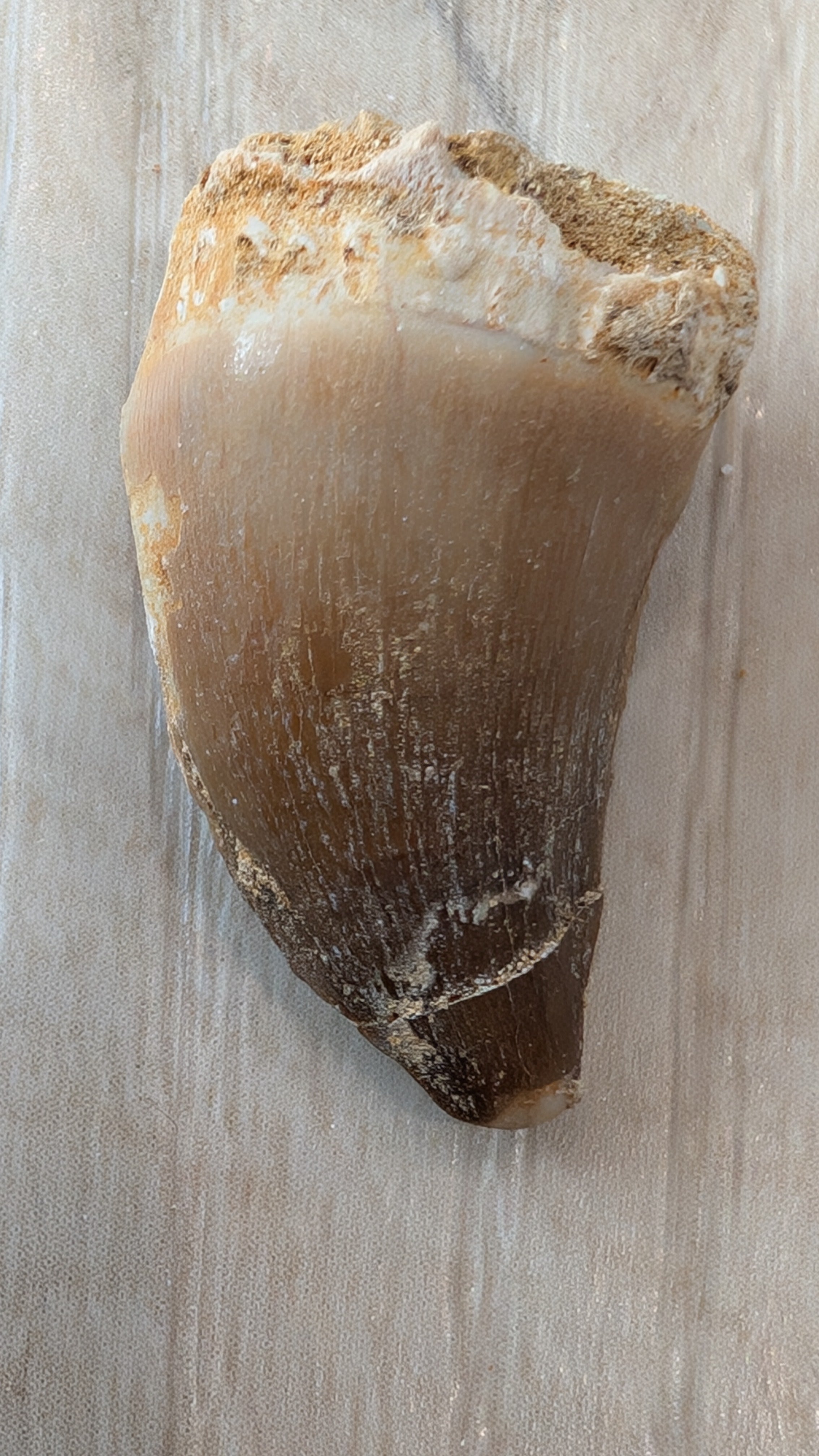 Mosasaur Teeth - Morocco