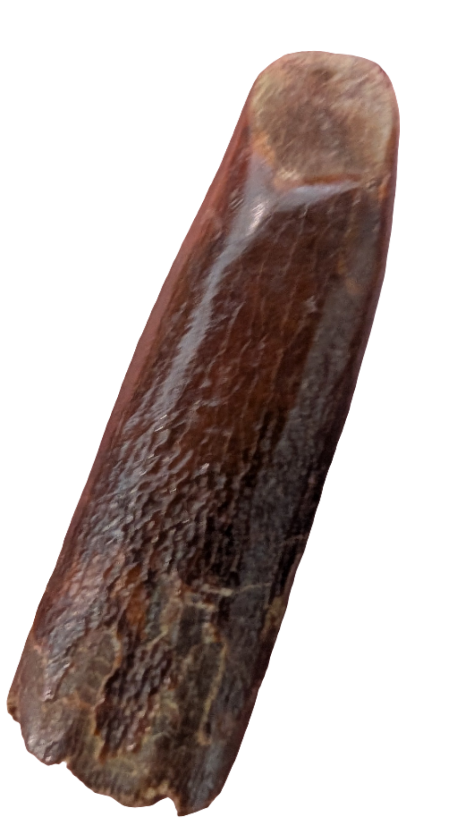 Rebbachisaurus Tooth