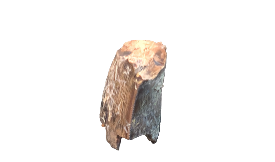 Tyrannosaur Tooth - Aguja Formation