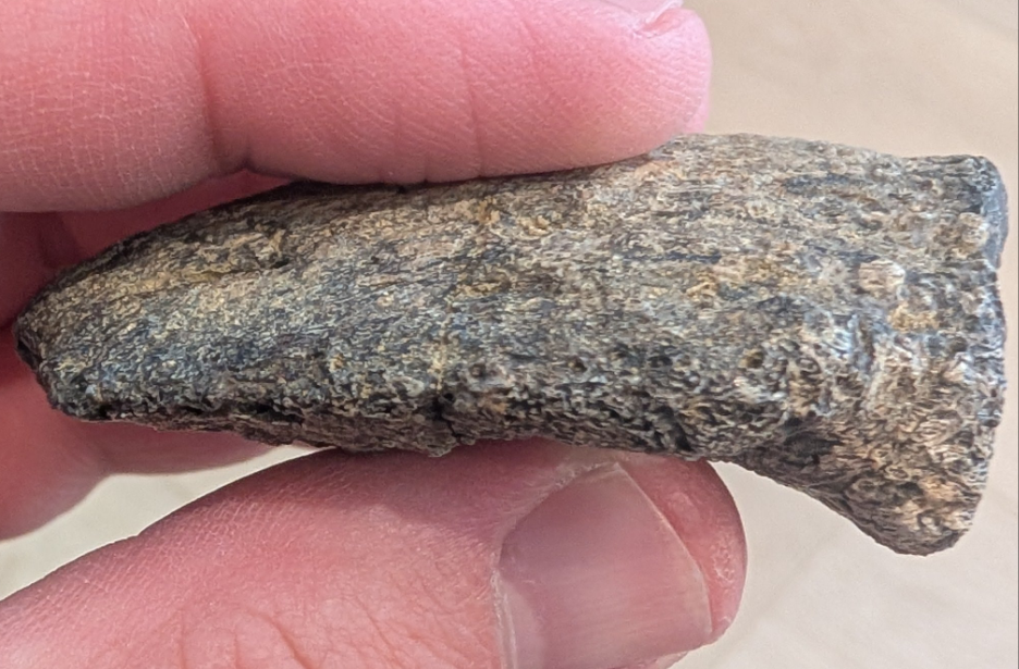 Ojoceratops Hand Ungual Dinosaur Claw