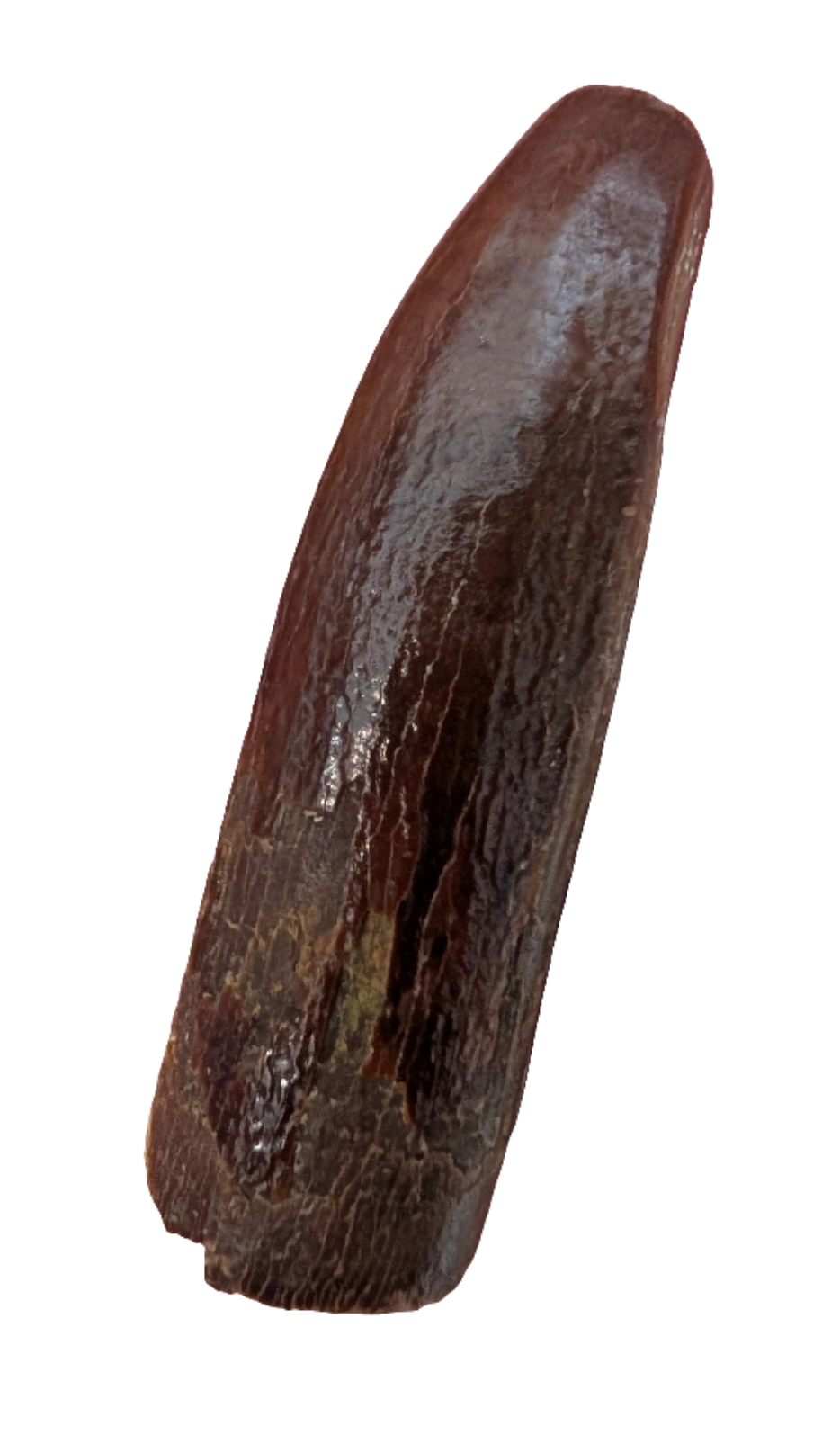 Rebbachisaurus Tooth