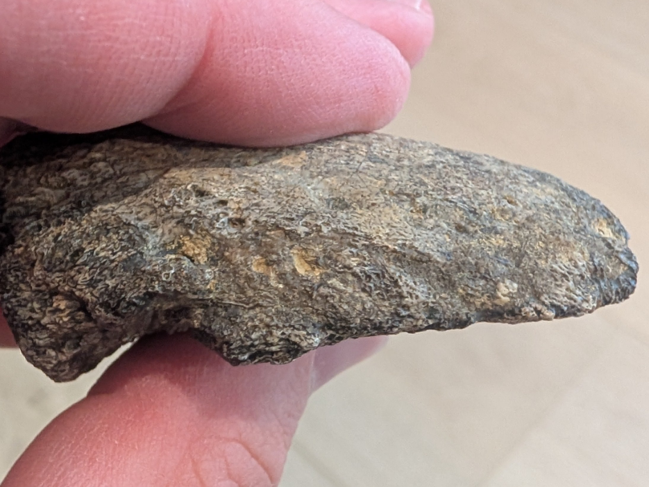 Ojoceratops Hand Ungual Dinosaur Claw