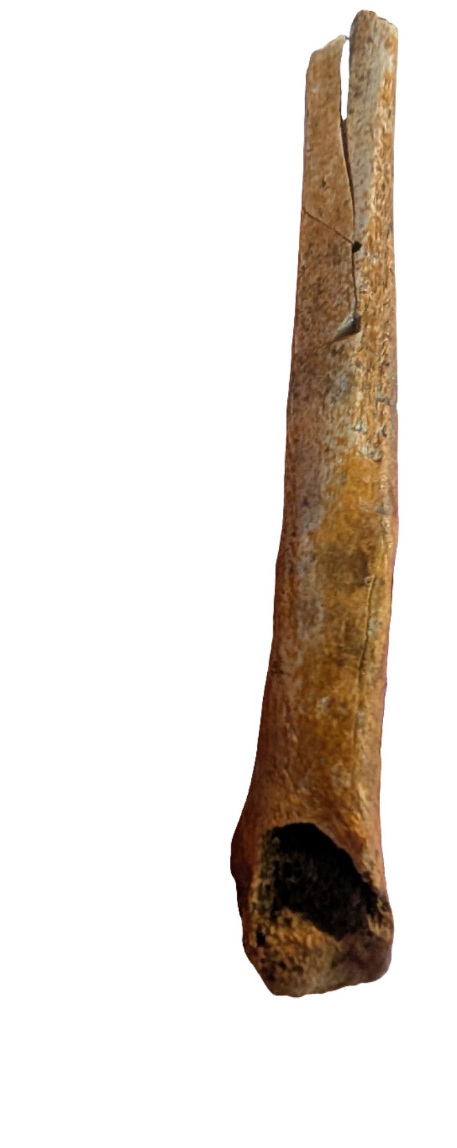 Troodon Metatarsal - Digit III
