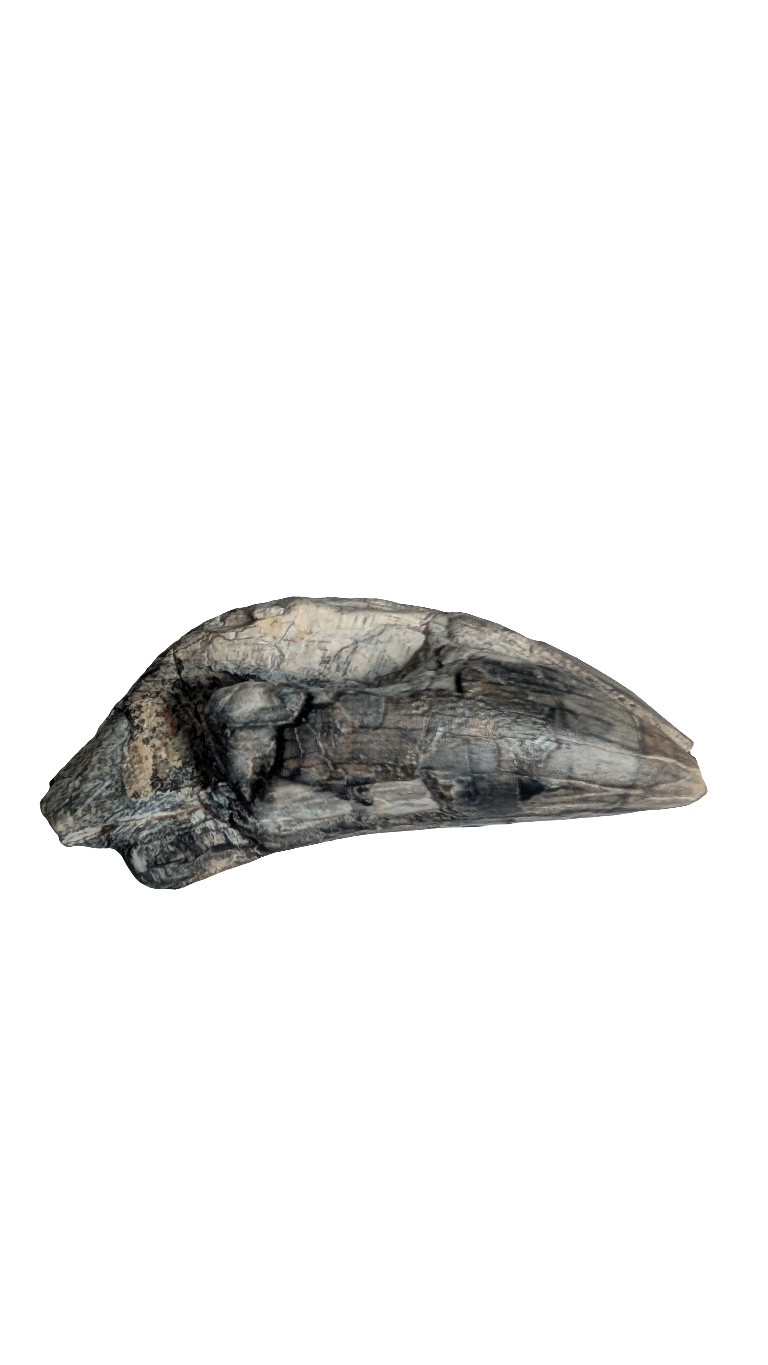 Eocarcharia Tooth - 1.5 inches