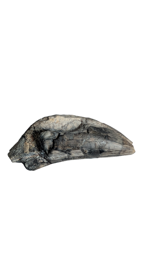 Eocarcharia Tooth - 1.5 inches