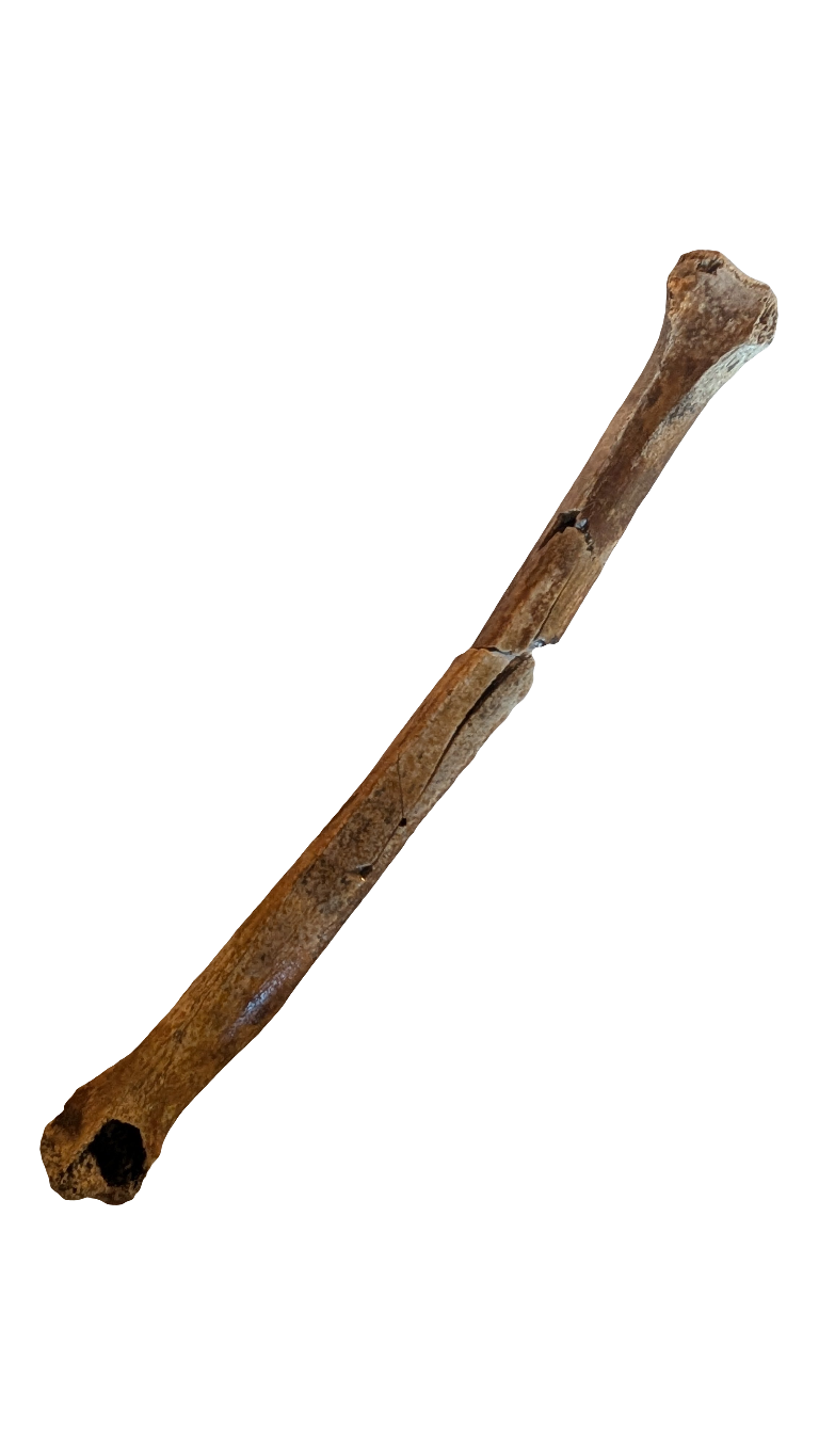Troodon Metatarsal - Digit III