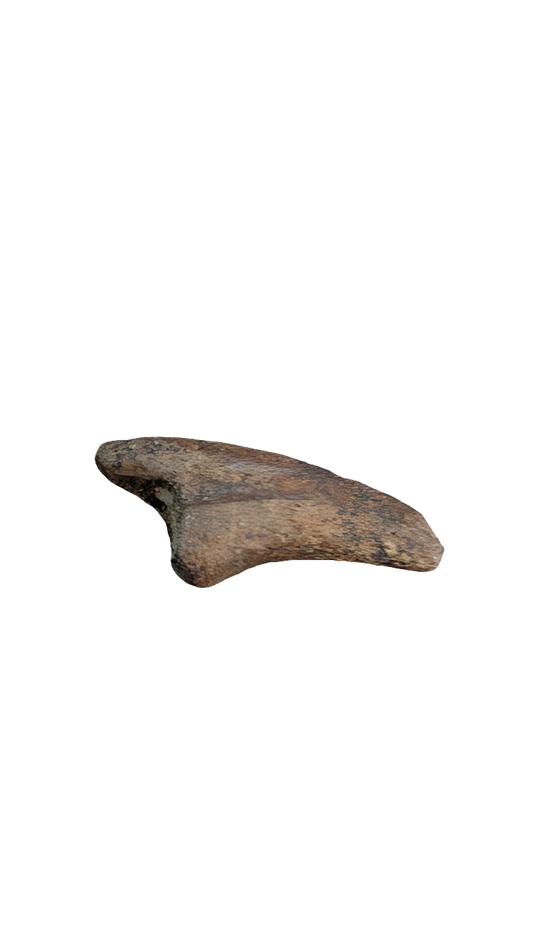 Theropod Claw - Hell Creek Formation