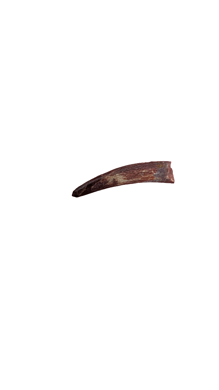 Pterosaur Tooth - Morocco