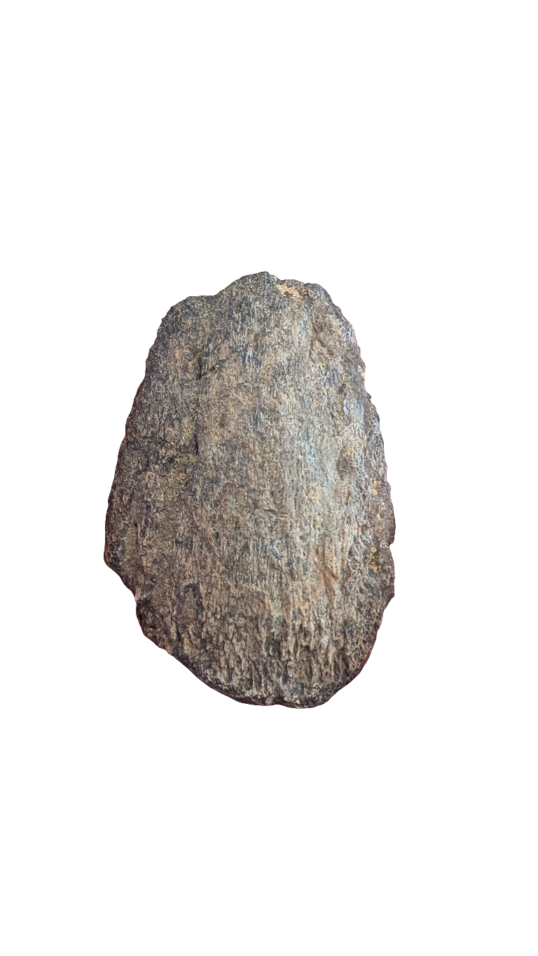 Ojoceratops Hand Ungual Dinosaur Claw