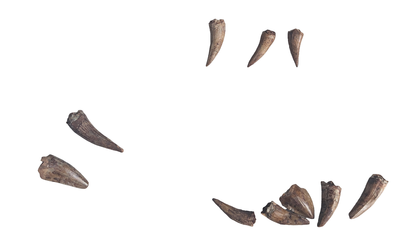 Phytosaur Teeth - Redonda Formation