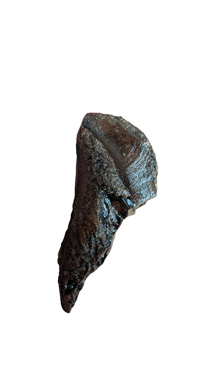 Triceratops Tooth - Rooted 1.9 Inches