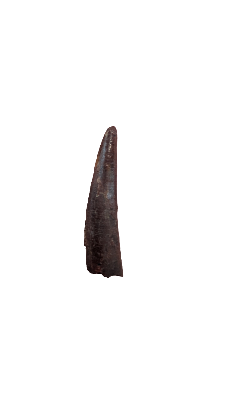 Pterosaur Tooth - Morocco
