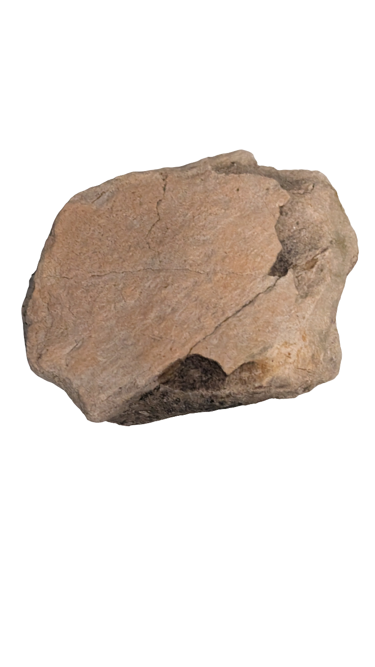 Triceratops frill section fossil piece from Hell Creek Formation, Montana, measuring 2 inches.