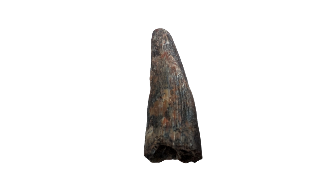 Pterosaur Tooth - Morocco