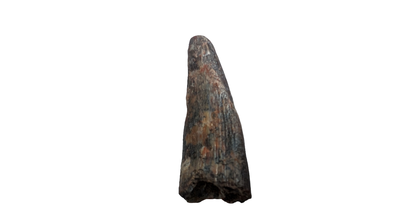 Pterosaur Tooth - Morocco
