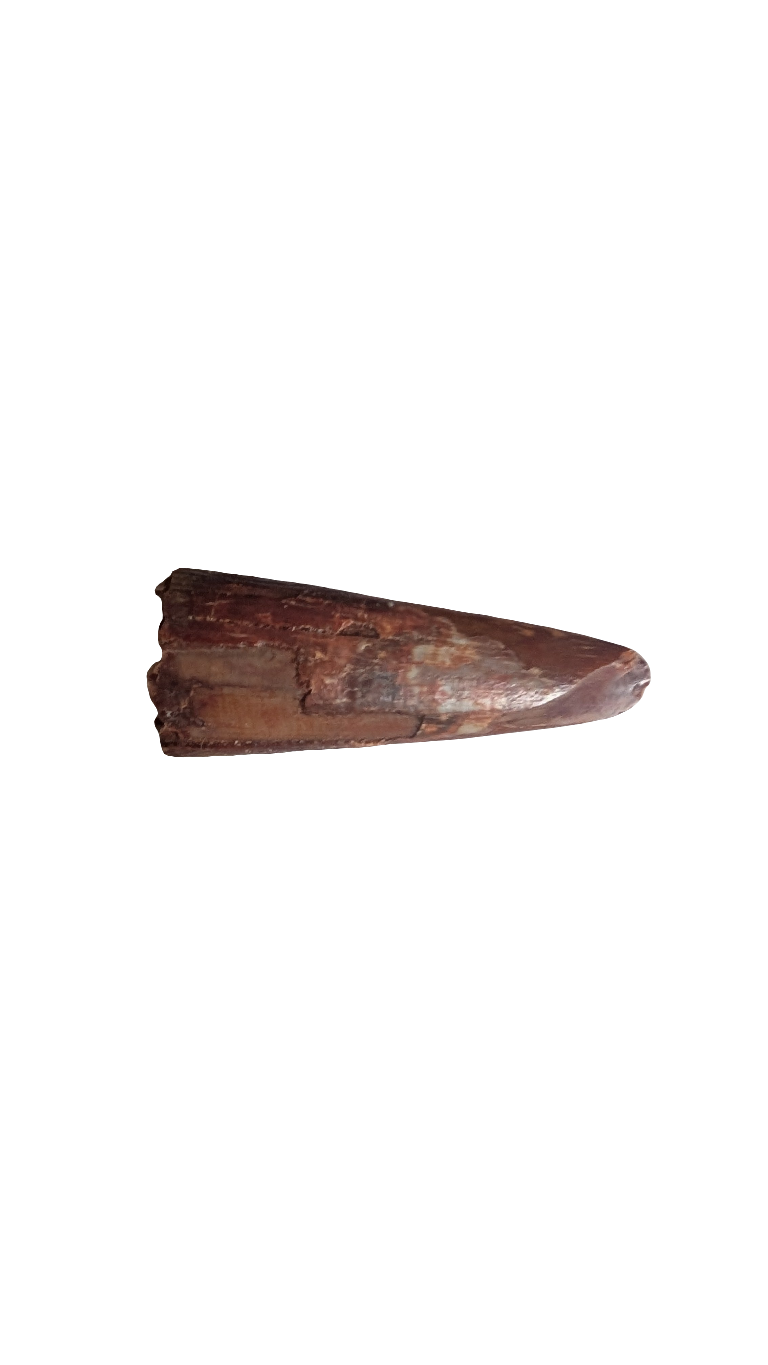 Pterosaur Tooth - Morocco