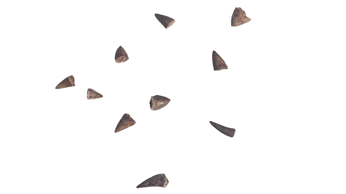 Phytosaur Teeth - Redonda Formation