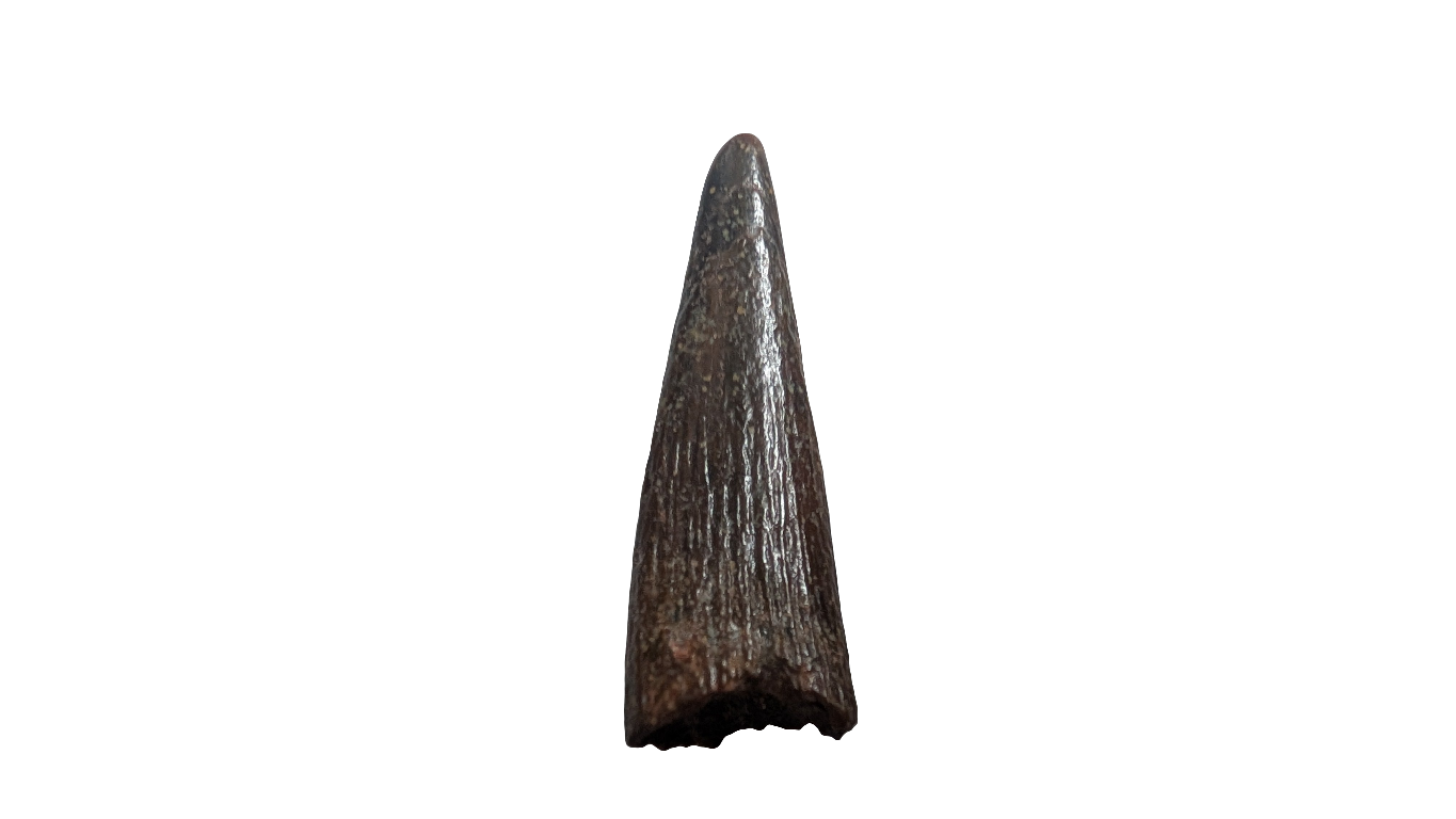 Pterosaur Tooth - Morocco