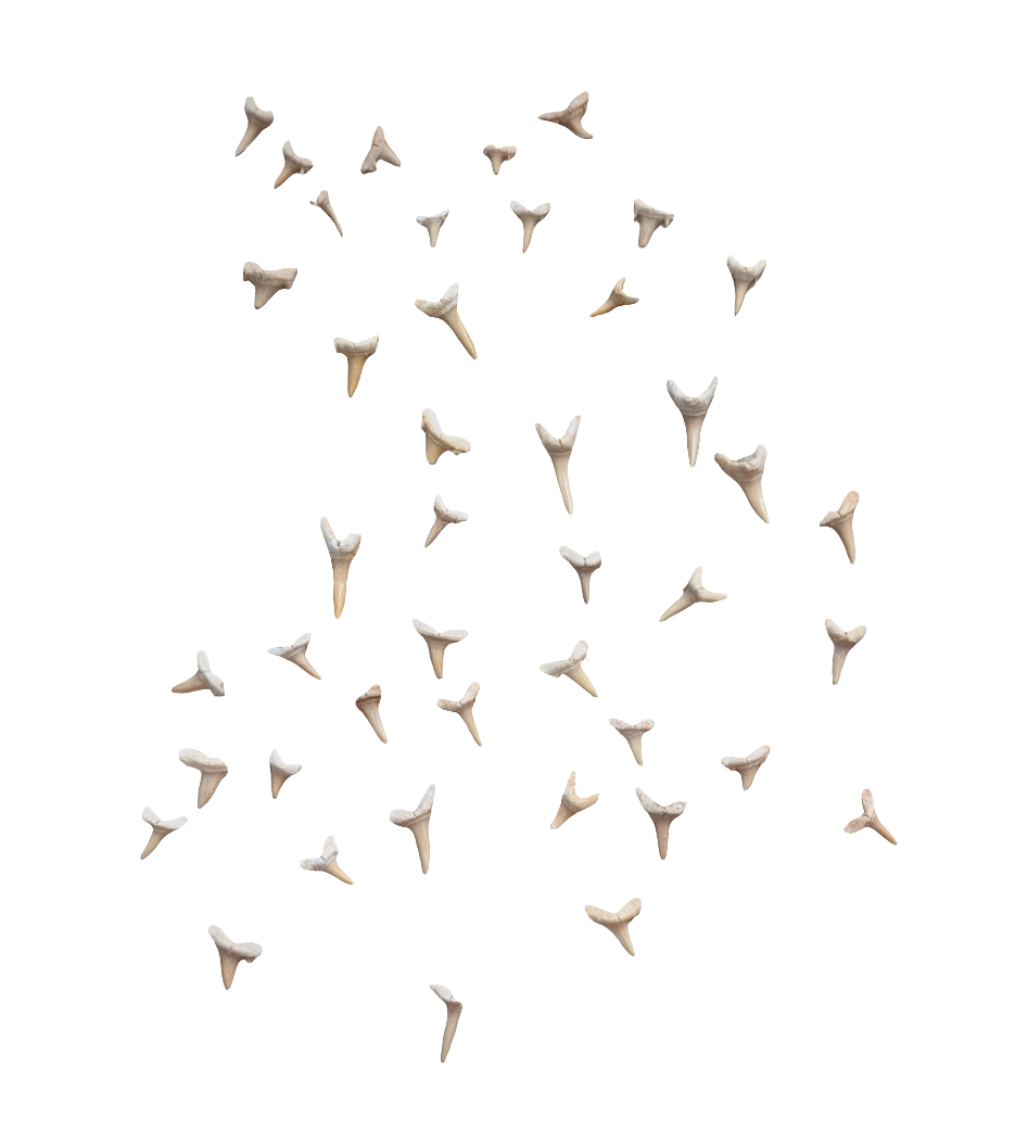 Moroccan Sand Shark Teeth x46