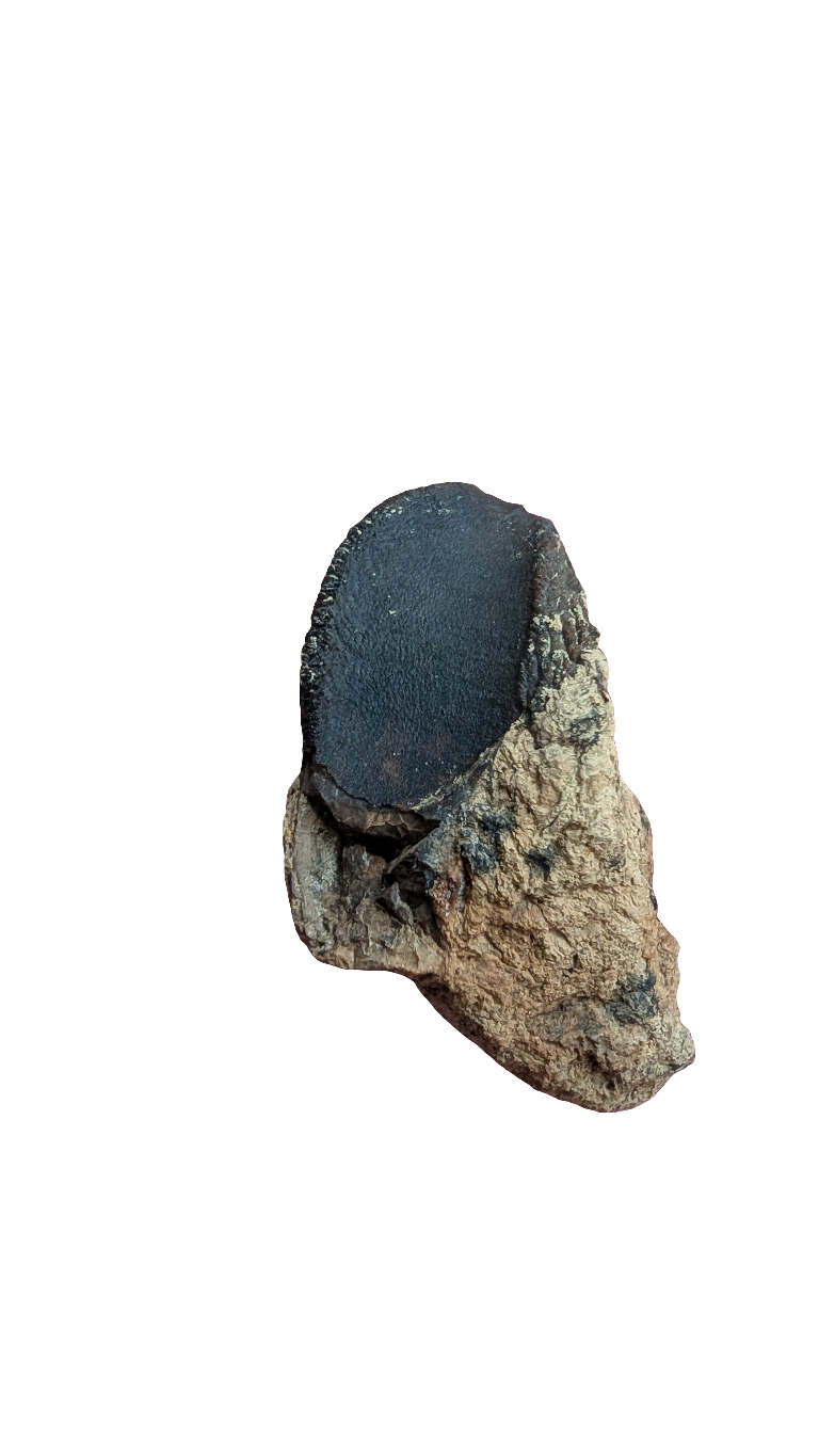 Rooted Triceratops Tooth - 1.5 in