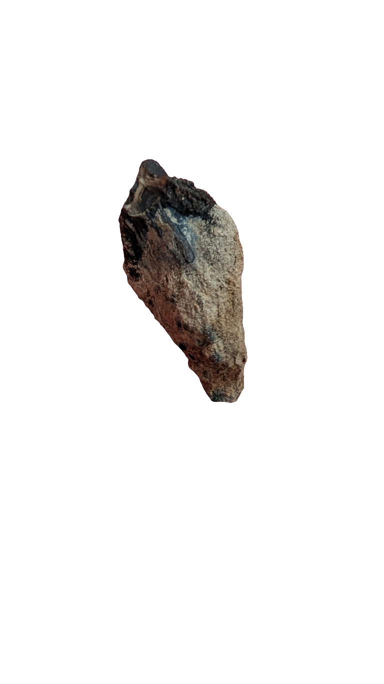 Rooted Triceratops Tooth - 1.5 in