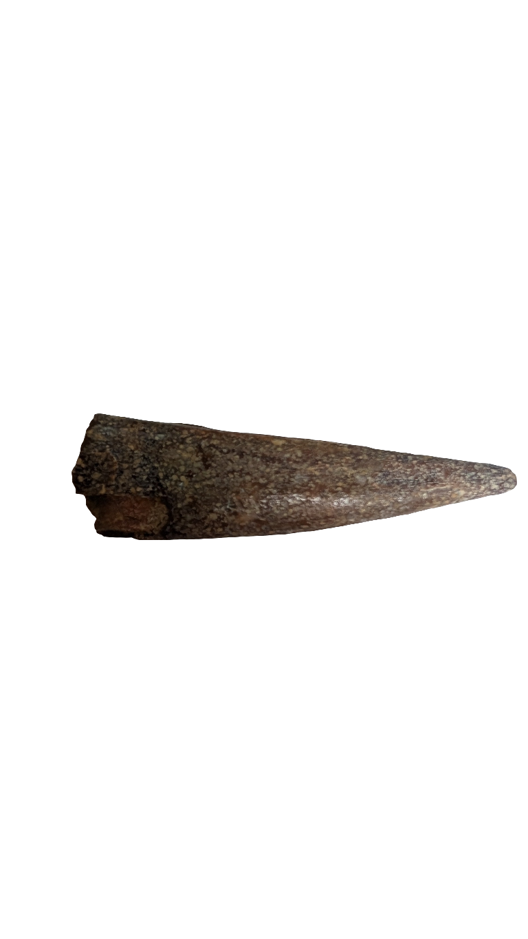 Pterosaur Tooth - Morocco