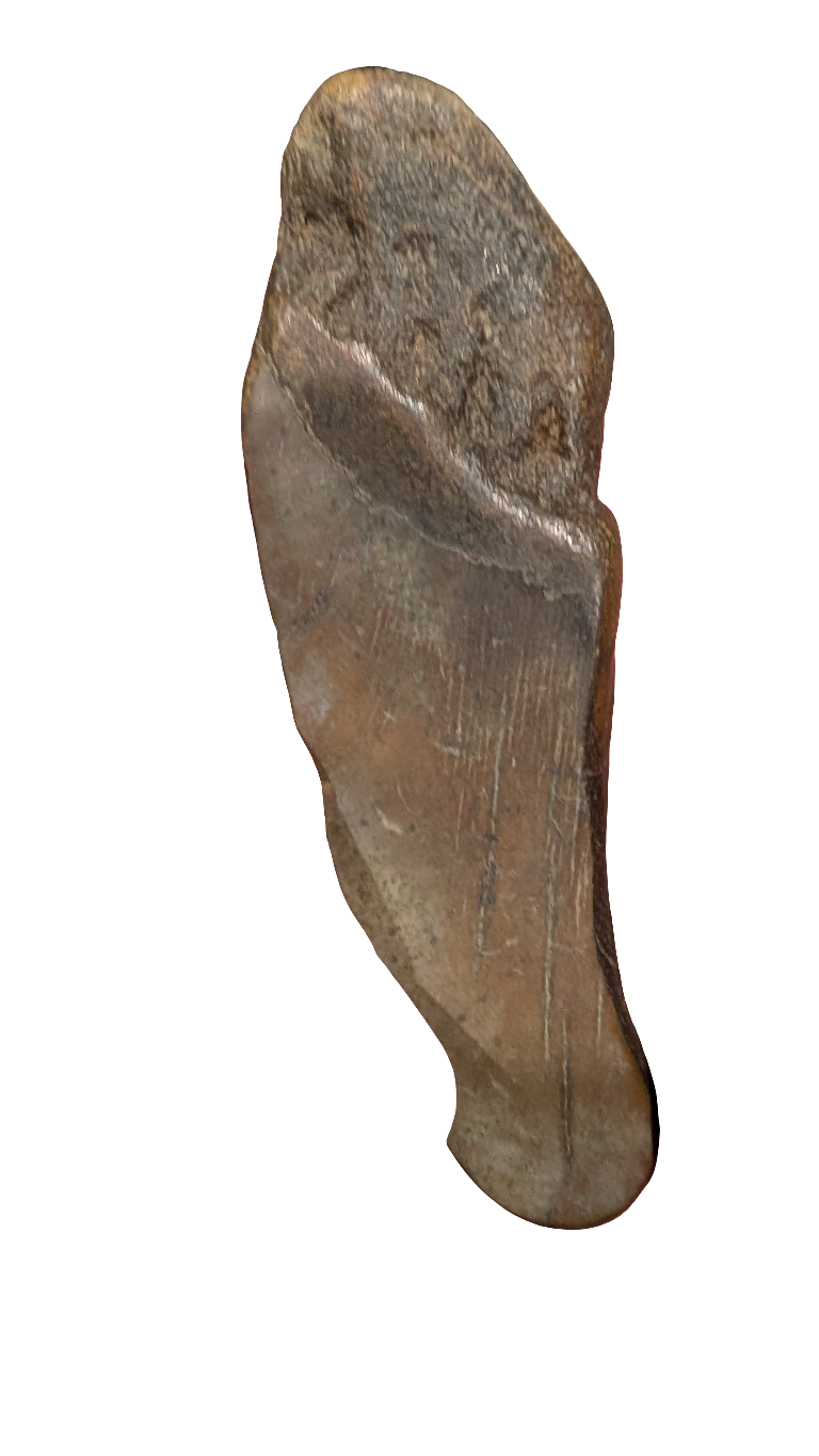 Megalodon Tooth - Partial 4.5 inches
