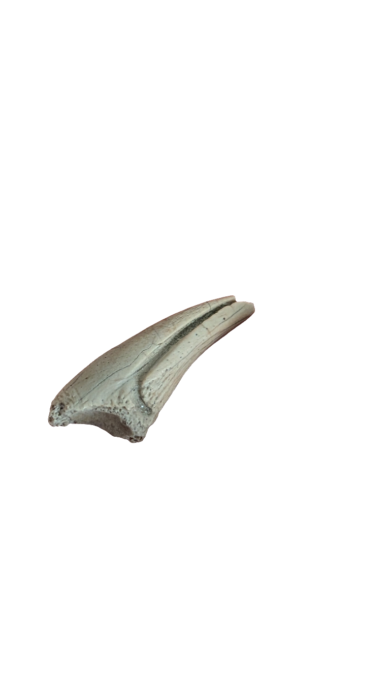 Alvarezsaur Foot Claw - Trierarchuncus Theropod Claw