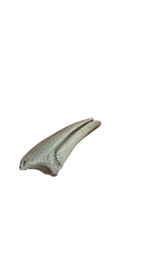 Alvarezsaur Foot Claw - Trierarchuncus Theropod Claw