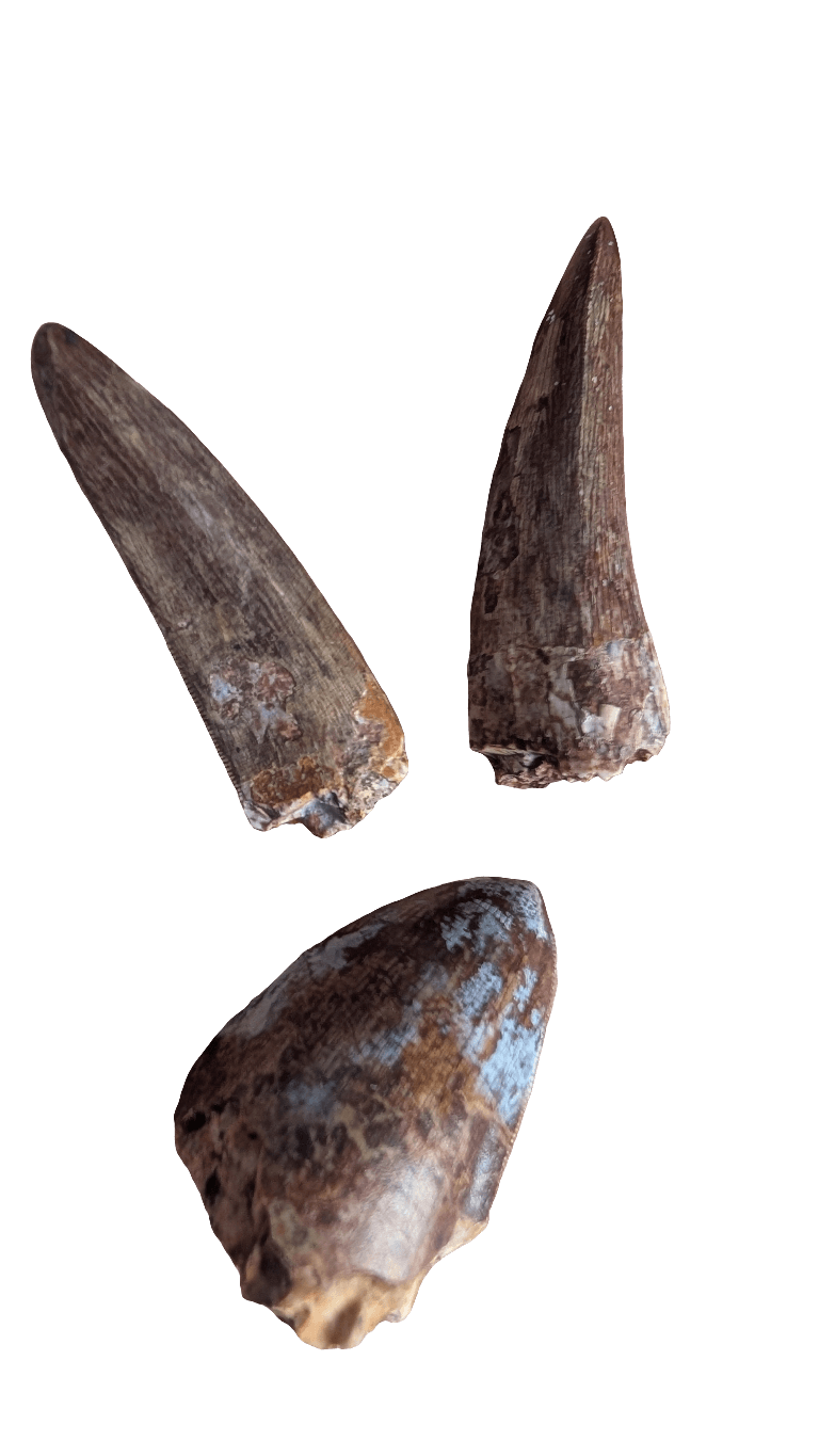 Phytosaur Teeth - Redonda Formation
