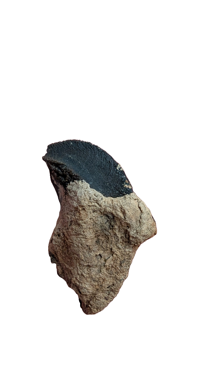 Rooted Triceratops Tooth - 1.5 in