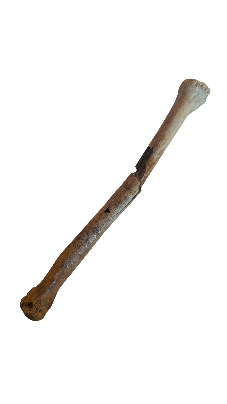 Troodon Metatarsal - Digit III