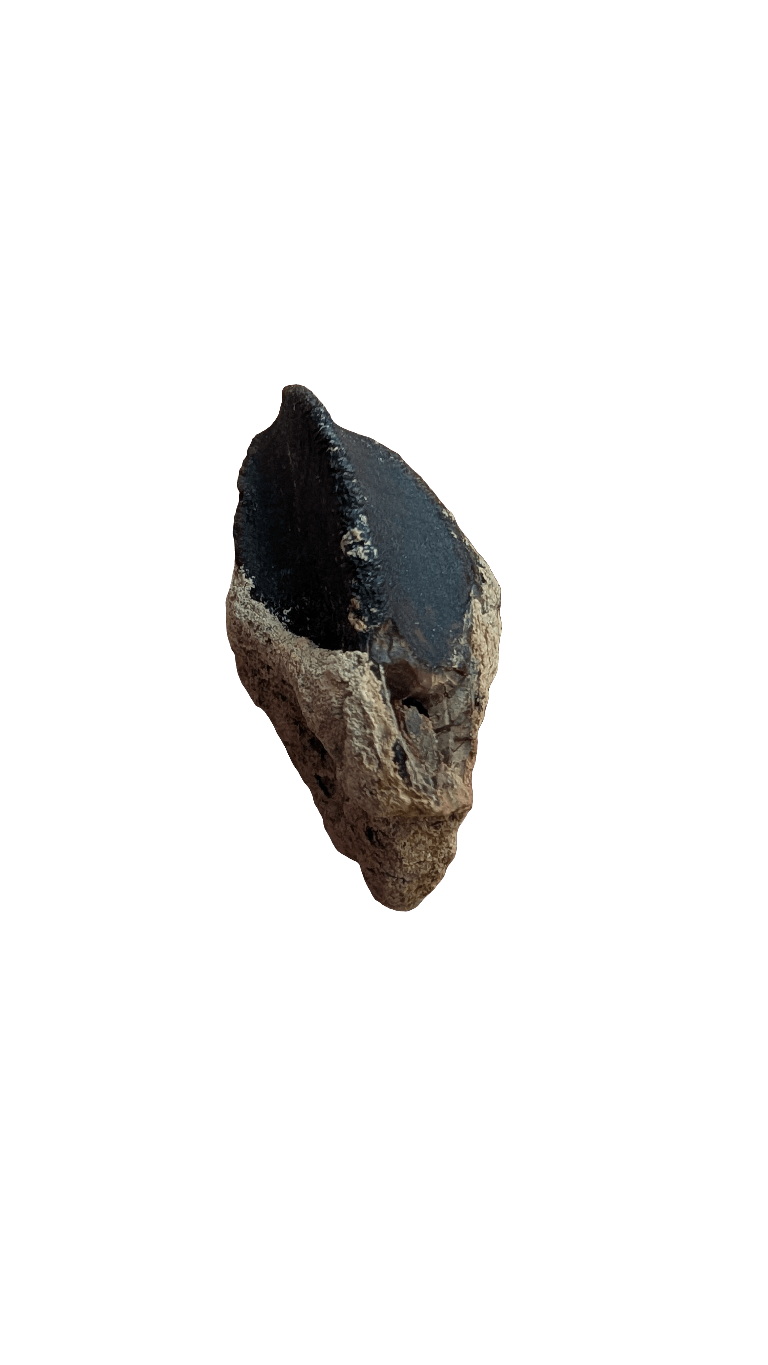 Rooted Triceratops Tooth - 1.5 in