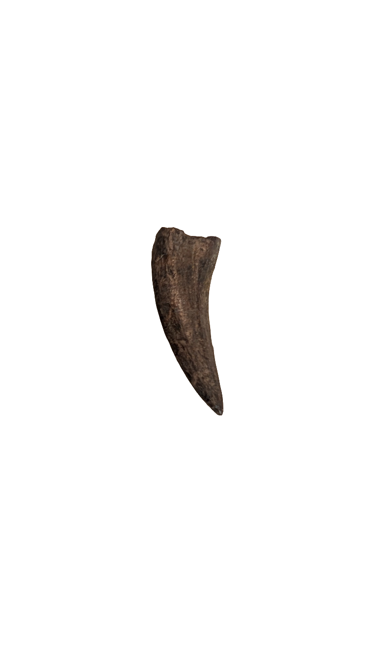 Nanotyrannus Tooth - 0.8