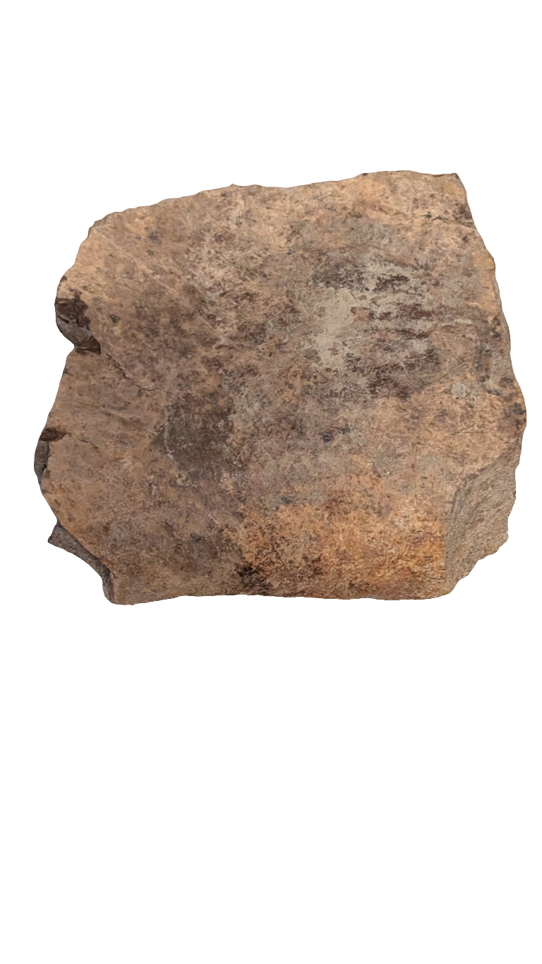 Triceratops Frill 4 in+