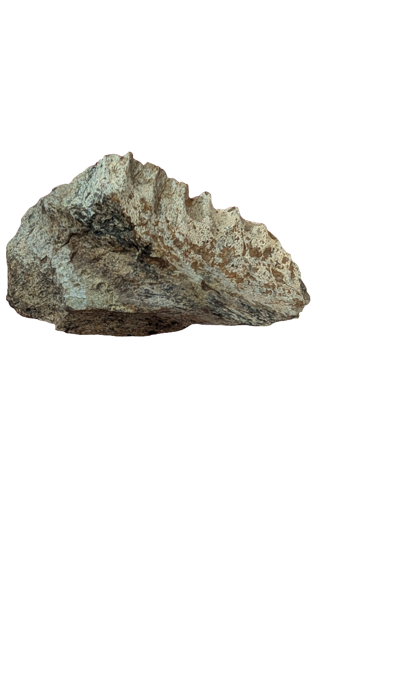 Triceratops Jaw Section