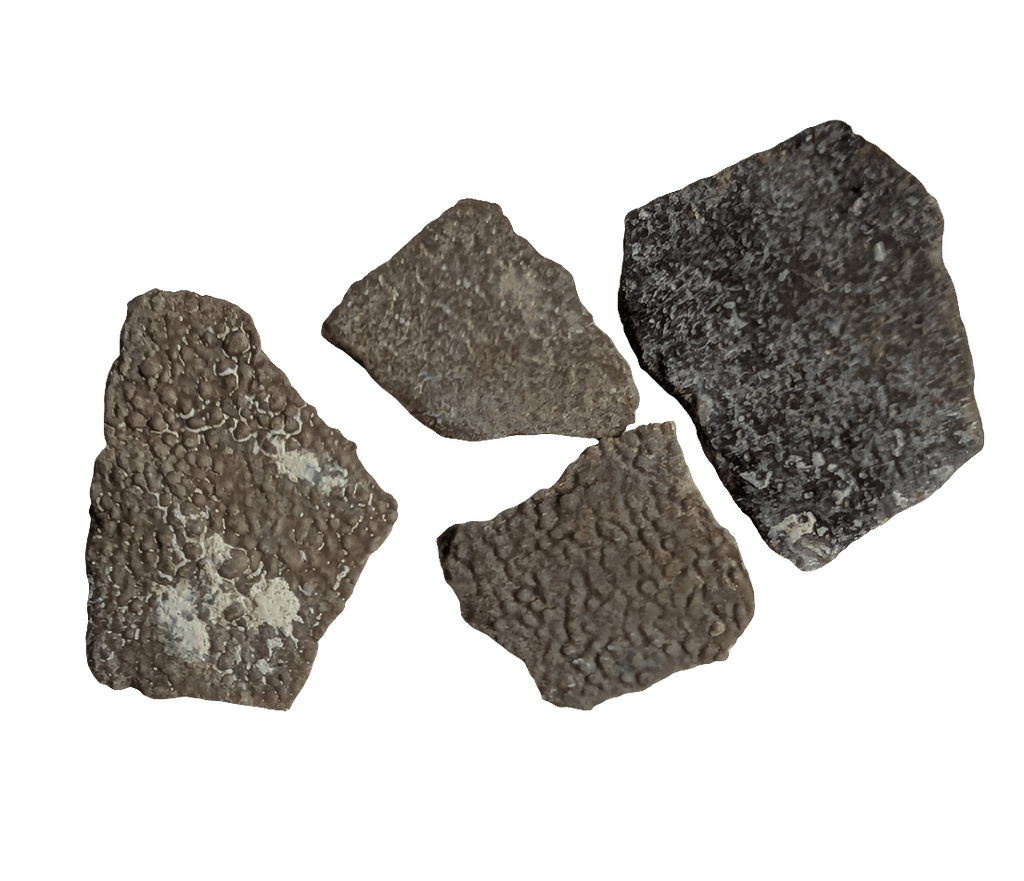 French Dinosaur Eggshell