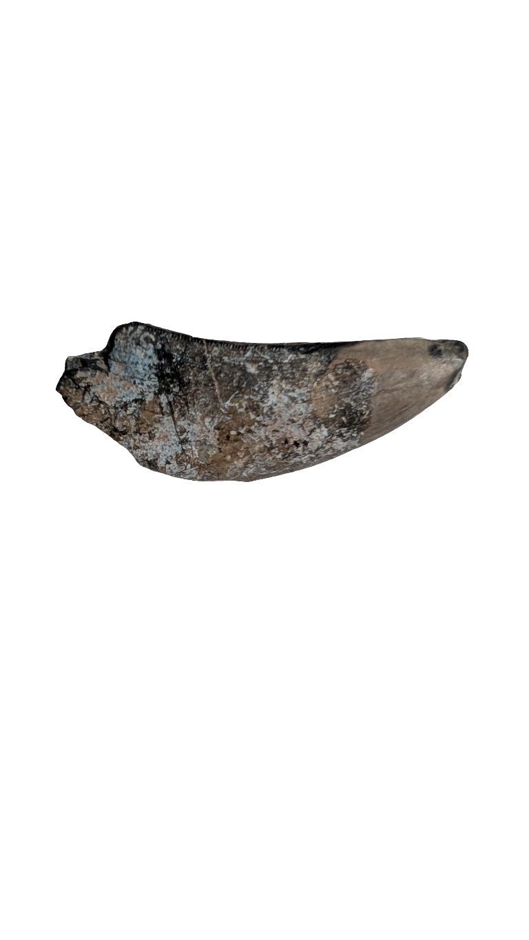 Eocarcharia Tooth - 1.5 inches