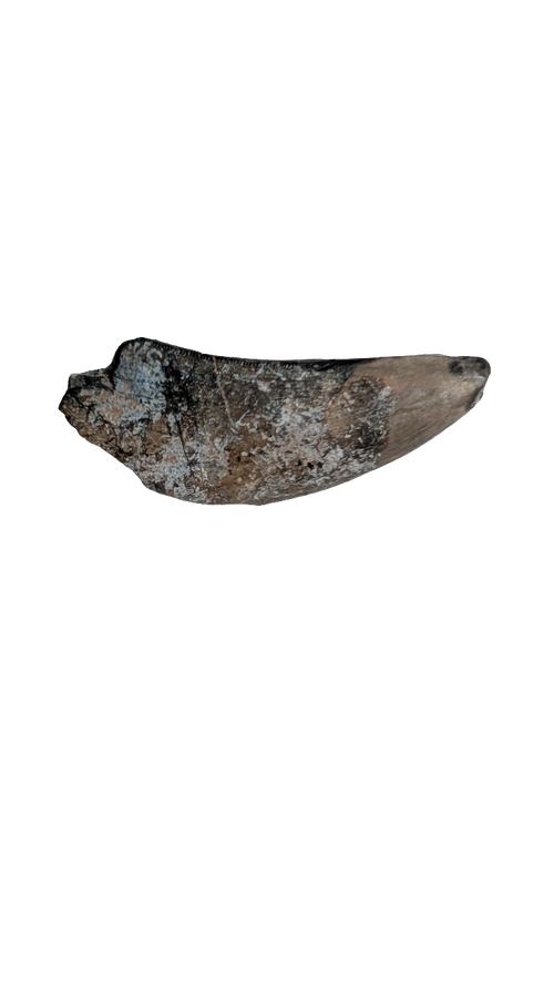 Eocarcharia Tooth - 1.5 inches