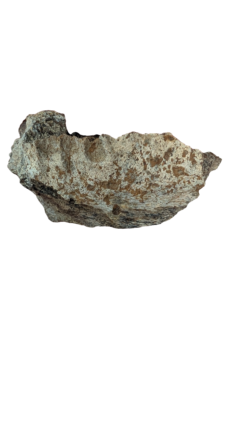Triceratops Jaw Section