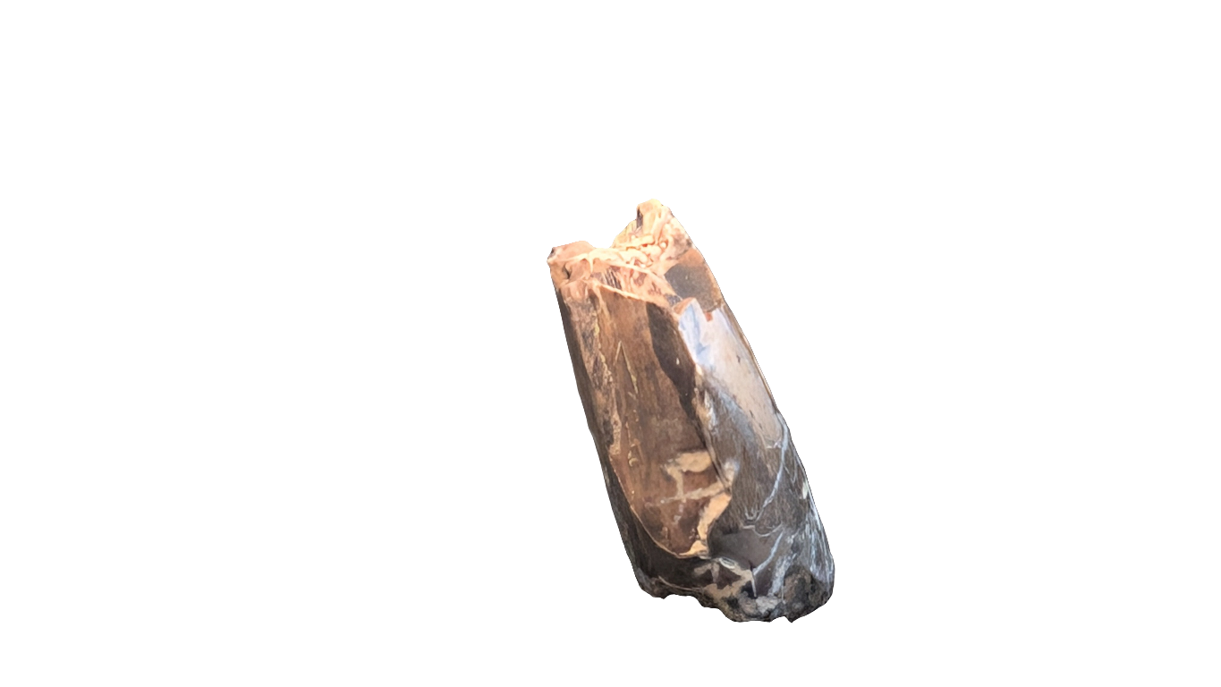 Tyrannosaur Tooth - Aguja Formation