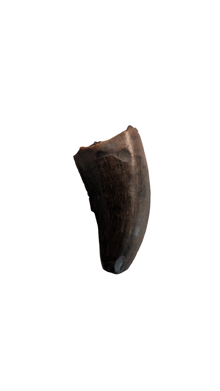 Nanotyrannus Tooth - 0.7