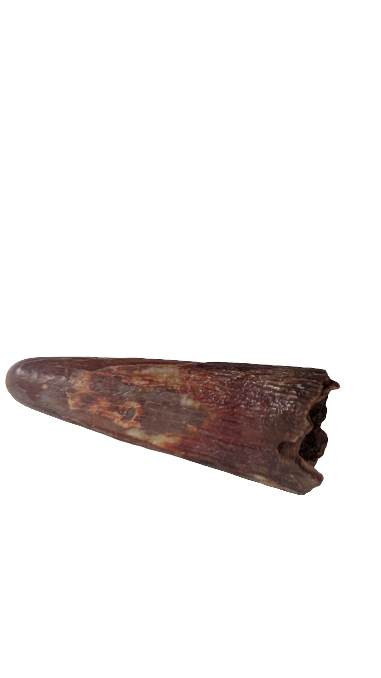 Pterosaur Tooth - Morocco