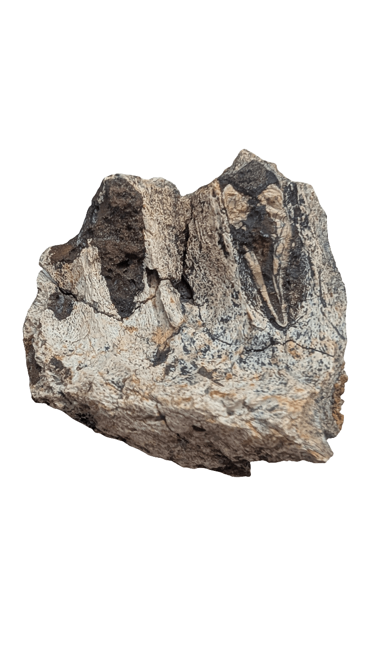 Triceratops Jaw Section