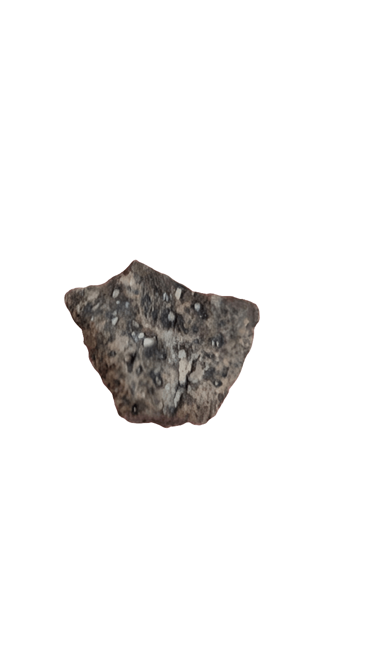 Ankylosaur scute from Sauropelta, Early Cretaceous North America, showing unique armor texture.