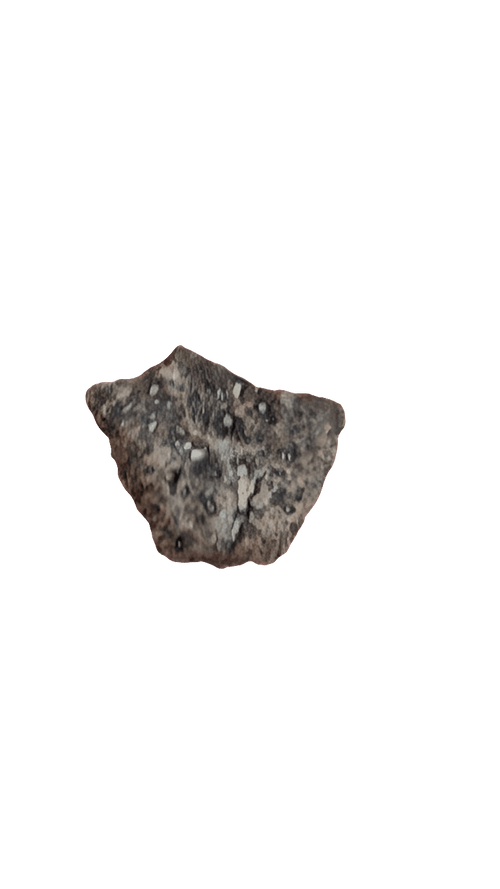 Ankylosaur scute from Sauropelta, Early Cretaceous North America, showing unique armor texture.