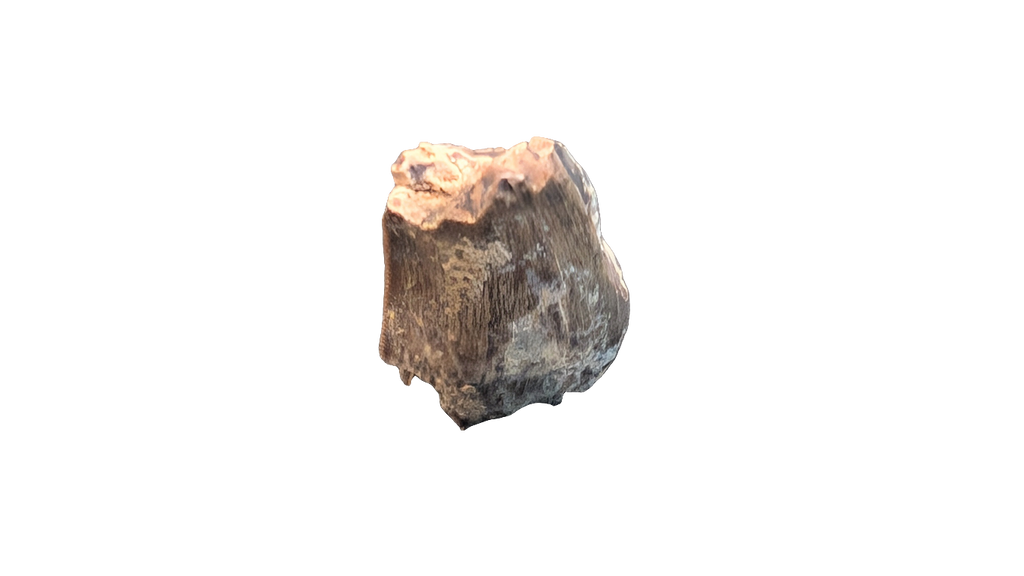 Tyrannosaur Tooth - Aguja Formation