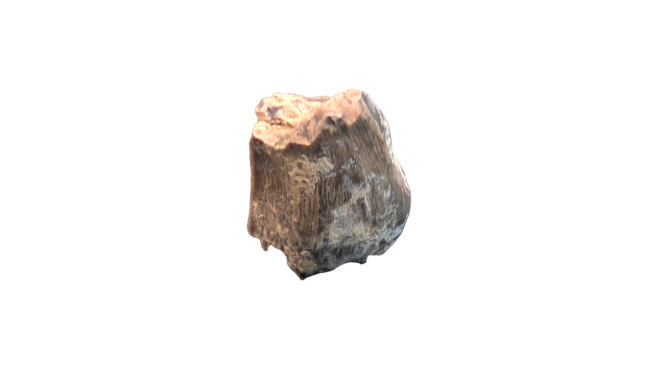 Tyrannosaur Tooth - Aguja Formation