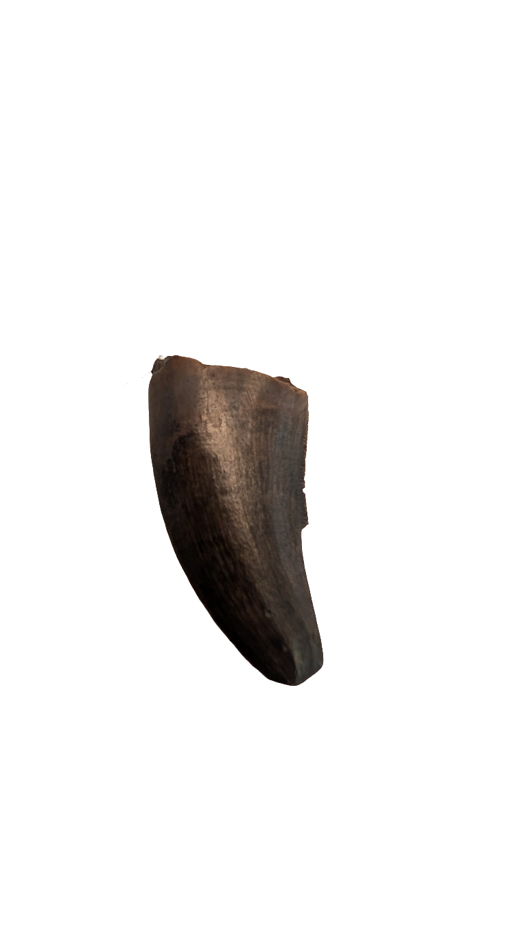 Nanotyrannus Tooth - 0.7