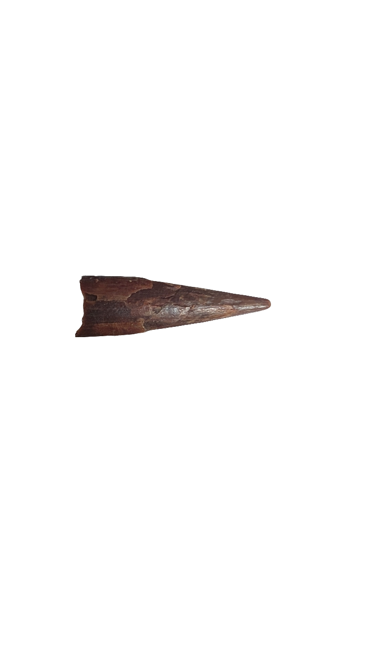 Pterosaur Tooth - Morocco